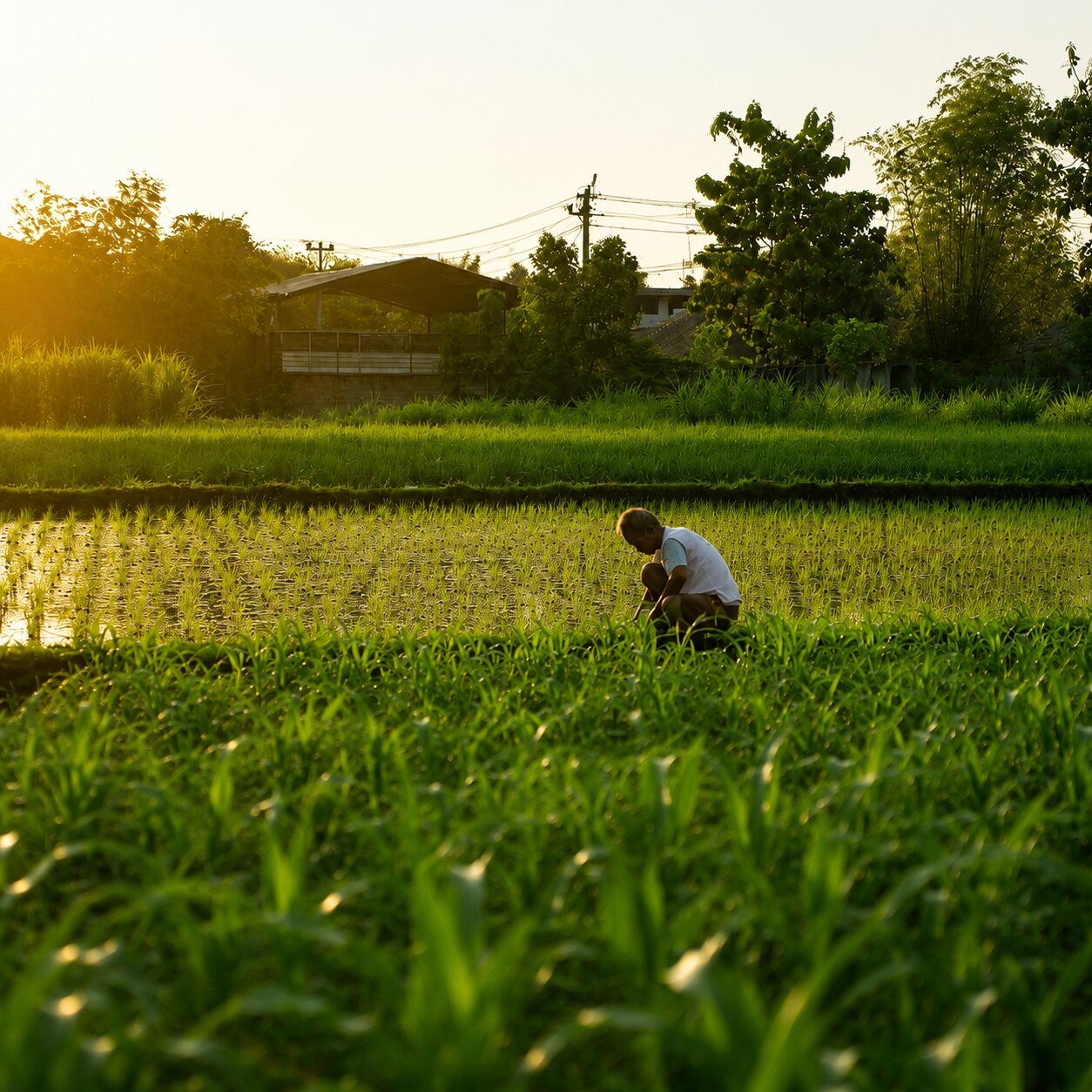 Agriculture